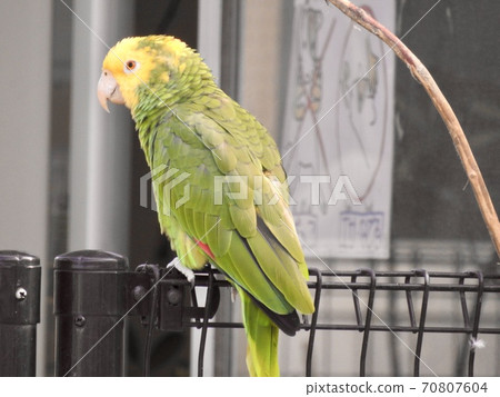 Parrot 70807604