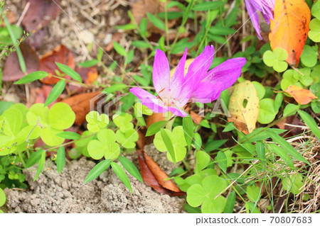 Corticum flowers Corticum flowers 70807683