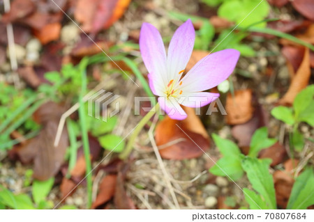 Corticum flowers Corticum flowers 70807684