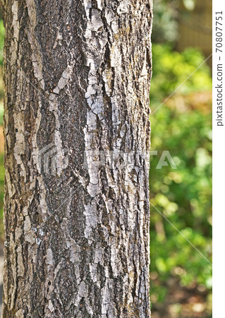 Bark of Chionanthus retusus 70807751