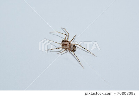 Yukata Yamashirogumo white background Yukata Yamashirogumo white background 70808092