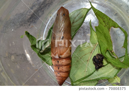 Theretra oldenlandia pupa 70808375