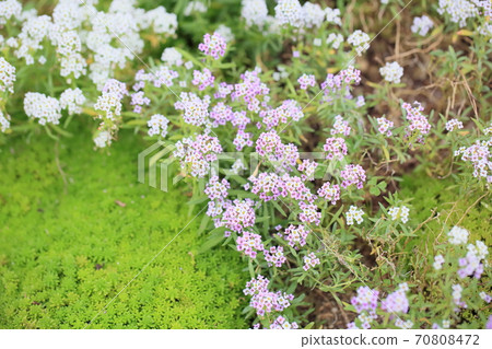 Alissam的花 Alissam的花 70808472