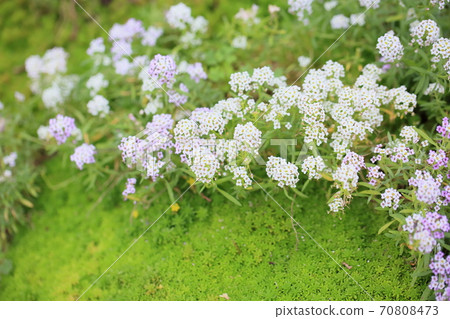 Alissam的花 Alissam的花 70808473