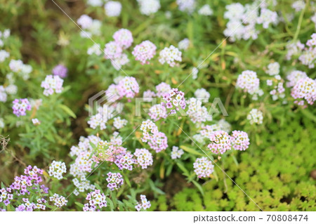 Alissam的花 Alissam的花 70808474