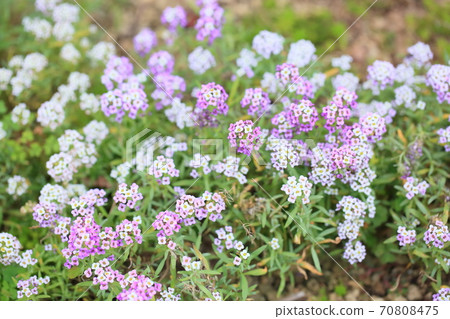 Alissam的花 Alissam的花 70808475