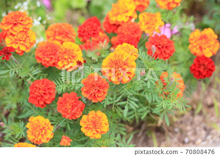 萬壽菊花 萬壽菊花 70808476