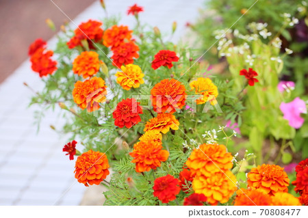 萬壽菊花 70808477