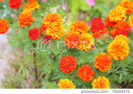 萬壽菊花 萬壽菊花 70808478