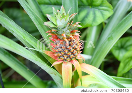 菠蘿果實 70808480