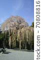 Spring weeping cherry tree 70808816