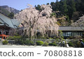 Weeping cherry blossoms in full bloom at the arrival of spring 70808818