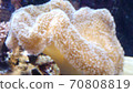 Sea jewel coral reef test 70808819