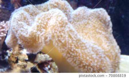 Sea jewel coral reef test Sea jewel coral reef test 70808819