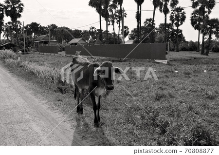 Cows kept on the roadside in Siem Reap, Cambodia Cows kept on the roadside in Siem Reap, Cambodia 70808877