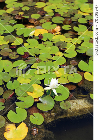 Early summer Kokoen 70808947