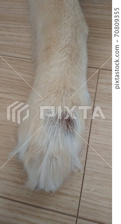 The front leg of a dog with a wound 70809355
