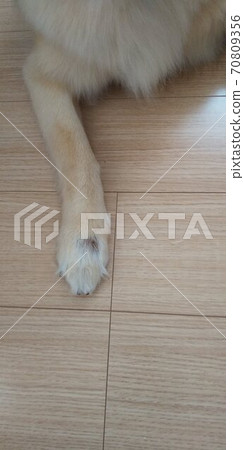 The front leg of a dog with a wound The front leg of a dog with a wound 70809356