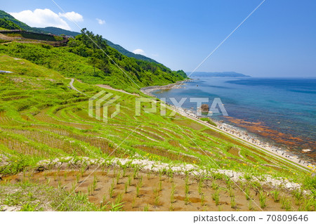 Shiroyone Senmaida on the Noto Peninsula at Shiroyonemachi, Wajima City, Ishikawa Prefecture 70809646