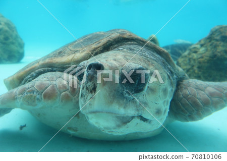 Sea turtle 70810106