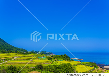 京都草豆梯田 70810120