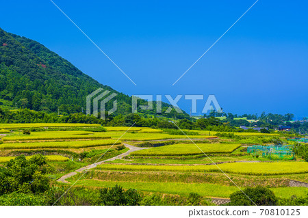 京都草豆梯田 京都草豆梯田 70810125