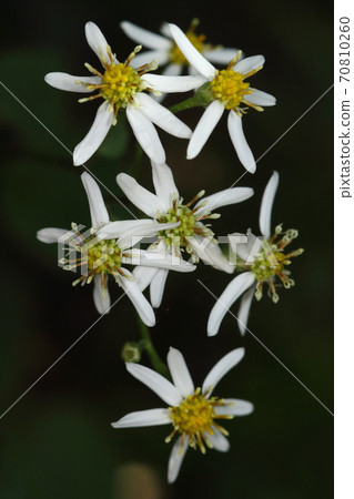 天然植物：白山菊，野生菊花之一。在漢字中，它被寫成“Hakusangiku”，也被寫成“Tofuna”，它的另一個名字是“Gōna”。 70810260