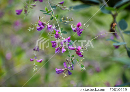 紫Ha花在秋風中搖曳 70810639