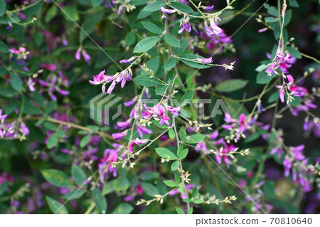 紫Ha花在秋風中搖曳 70810640