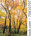 Autumn Oku-Nikko / Autumn Leaves Forest 70810707