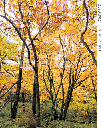 Autumn Oku-Nikko / Autumn Leaves Forest 70810707