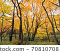 Autumn Oku-Nikko / Autumn Leaves Forest 70810708
