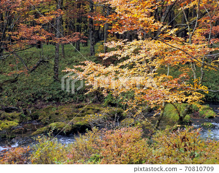 Oku-Nikko /湯河和秋葉森林 Oku-Nikko /湯河和秋葉森林 70810709