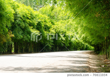 Tunnel of green bamboo forest sideways road Tunnel of green bamboo forest sideways road 70811034