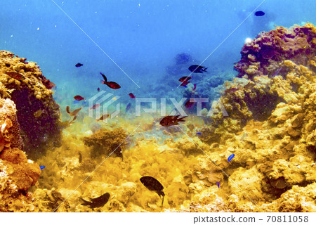 Tropical fish and divers swimming in coral reefs 70811058
