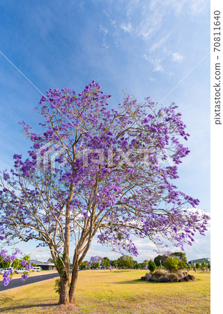 Jacaranda in full bloom. Australia 70811640