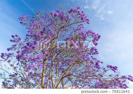 Jacaranda in full bloom. Australia 70811641