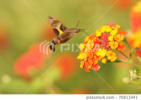 autumn 70811941