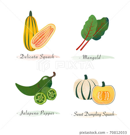 Watercolor healthy nature organic plant vegetable food ingredient delicata squash mangold jalapeno pepper sweet dumpling squash 70812033