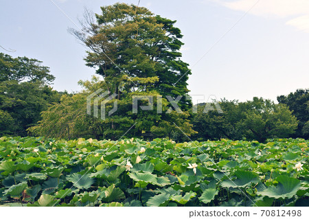 鎌倉·鶴岡八幡宮 70812498