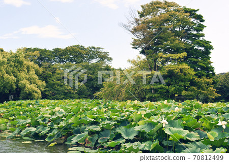 鎌倉·鶴岡八幡宮 鎌倉·鶴岡八幡宮 70812499