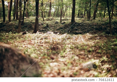 Scenery where light shines on the thickets in autumn Scenery where light shines on the thickets in autumn 70812811