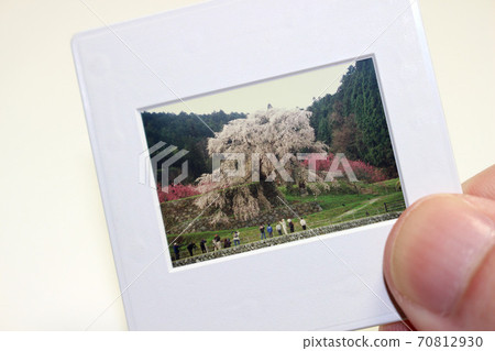 拍攝垂枝櫻花的人的反轉片 70812930