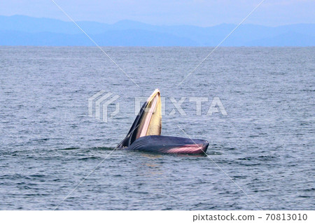 Bryde's whale or Eden's whale Bryde's whale or Eden's whale 70813010