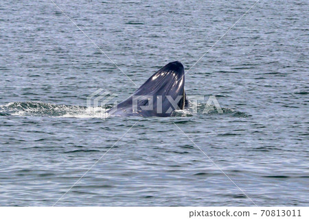 Bryde's whale or Eden's whale Bryde's whale or Eden's whale 70813011