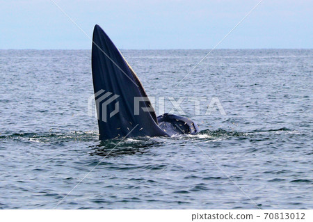 Bryde's whale or Eden's whale Bryde's whale or Eden's whale 70813012