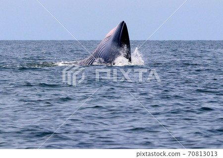Bryde's whale or Eden's whale Bryde's whale or Eden's whale 70813013
