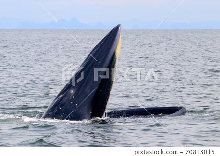 Bryde's whale or Eden's whale Bryde's whale or Eden's whale 70813015