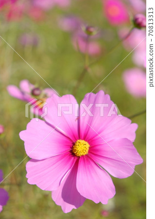 Akisakura Pink 70813313