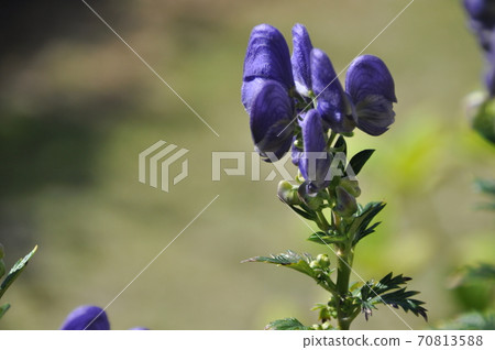 Torikabuto花 70813588